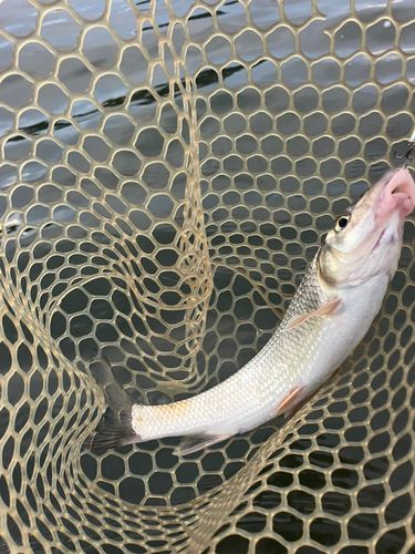 ニゴイの釣果