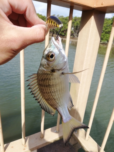 ミナミクロダイの釣果