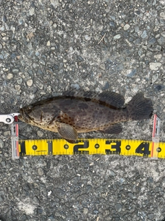 チャイロマルハタの釣果