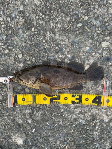 チャイロマルハタの釣果
