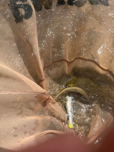 アユの釣果