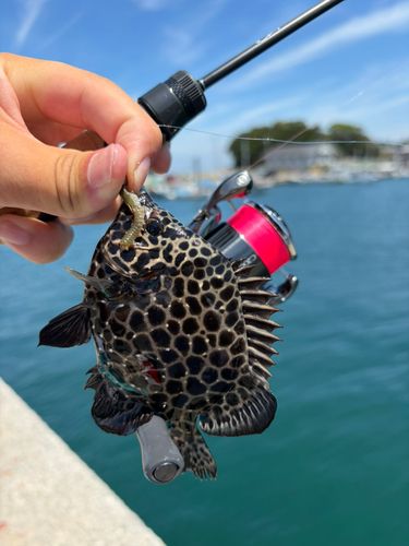 イシガキダイの釣果