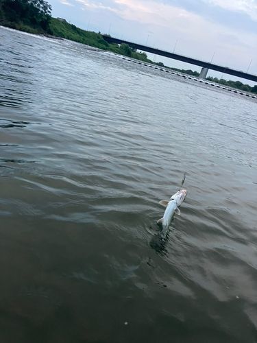 ニゴイの釣果