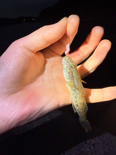 マハゼの釣果