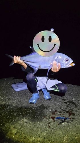 ギンガメアジの釣果
