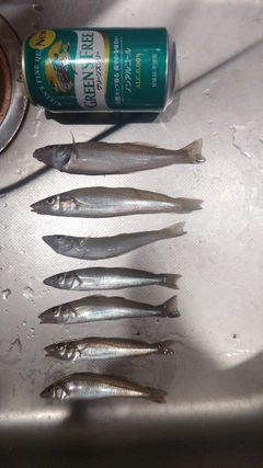 キスの釣果