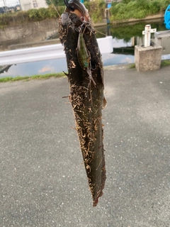 ナマズの釣果