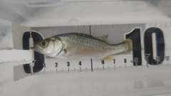 セイゴ（ヒラスズキ）の釣果