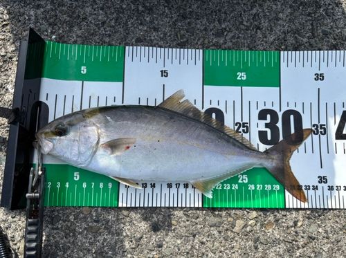 ショゴの釣果