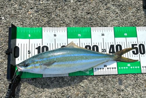 ツムブリの釣果