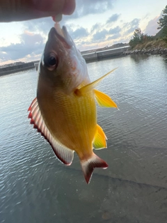 オキフエダイの釣果