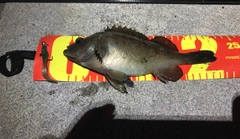 エゾメバルの釣果