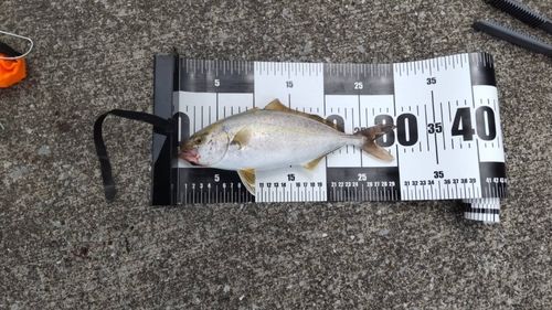 ショッコの釣果
