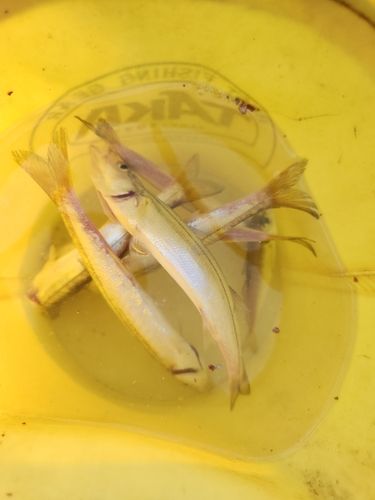カマスの釣果