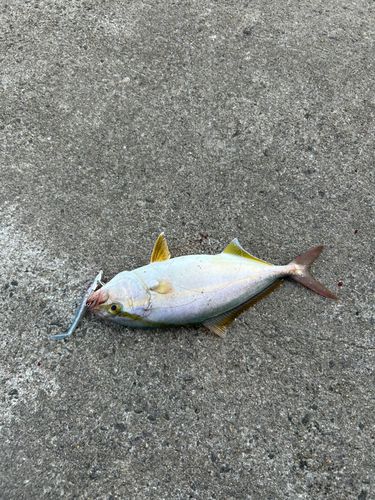ネリゴの釣果