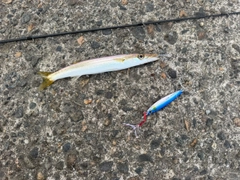 カマスの釣果