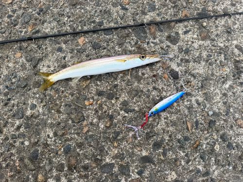 カマスの釣果