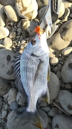 キビレの釣果