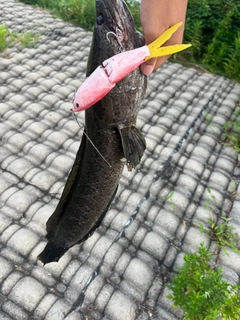 ライギョの釣果