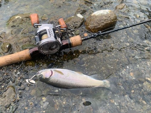ホウライマスの釣果