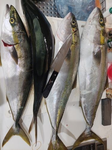 ハマチの釣果