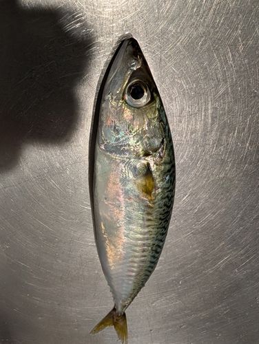 サバの釣果