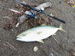 ワラサの釣果