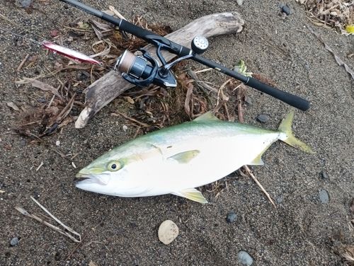 ワラサの釣果