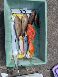 タチウオの釣果