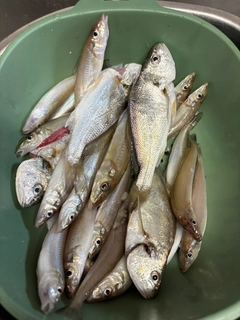 キスの釣果