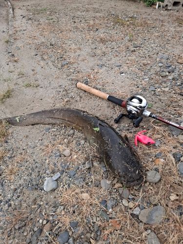 ナマズの釣果