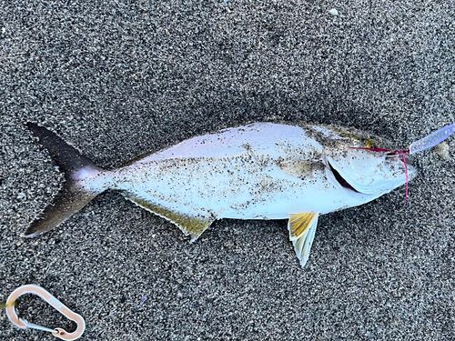 ショゴの釣果
