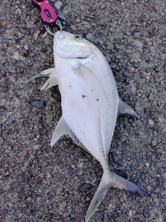 メッキの釣果