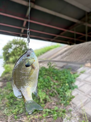 ブルーギルの釣果