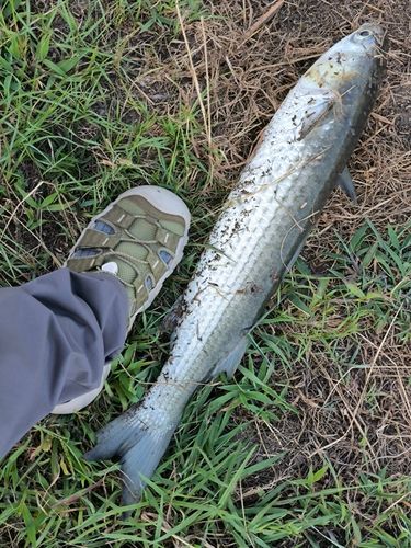 ボラの釣果