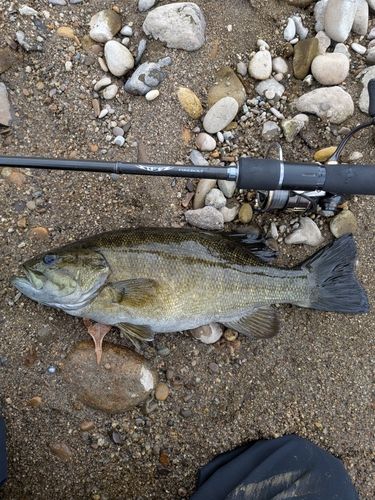 スモールマウスバスの釣果