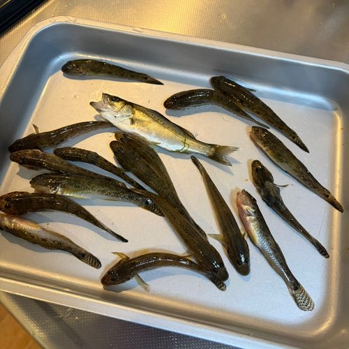 ハゼの釣果