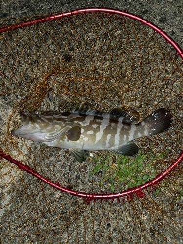 クエの釣果