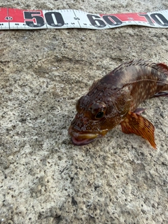 カサゴの釣果