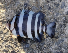 イシダイの釣果