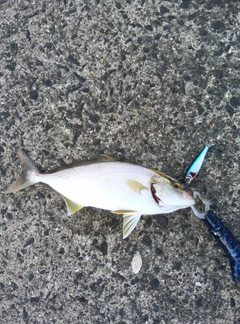 ショゴの釣果