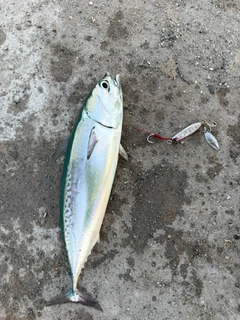 ソウダガツオの釣果