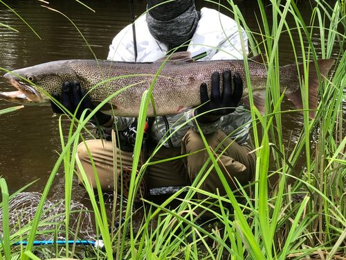 イトウの釣果