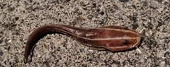 ゴンズイの釣果