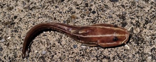 ゴンズイの釣果