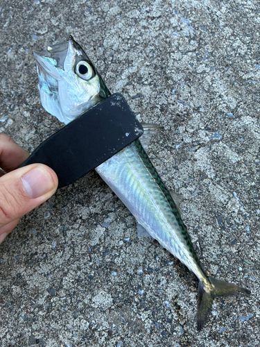 サバの釣果