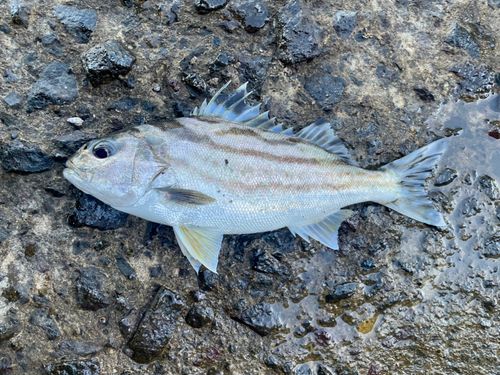 コトヒキの釣果