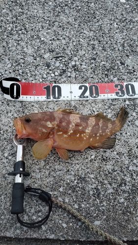 キジハタの釣果