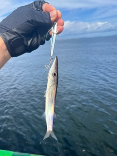 カマスの釣果