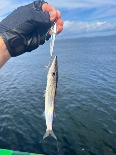 カマスの釣果